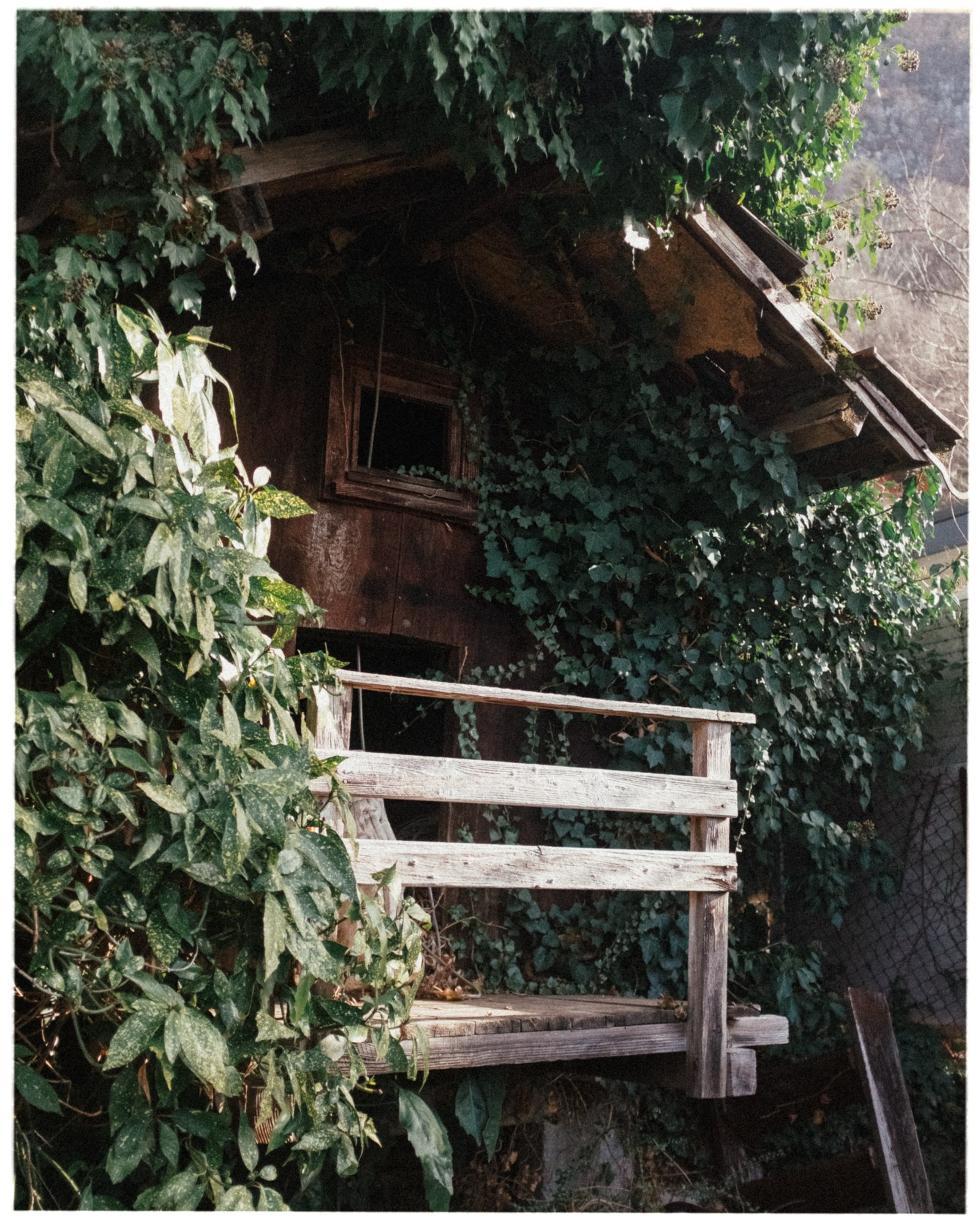 Cabane dans les arbres envahie de lierre