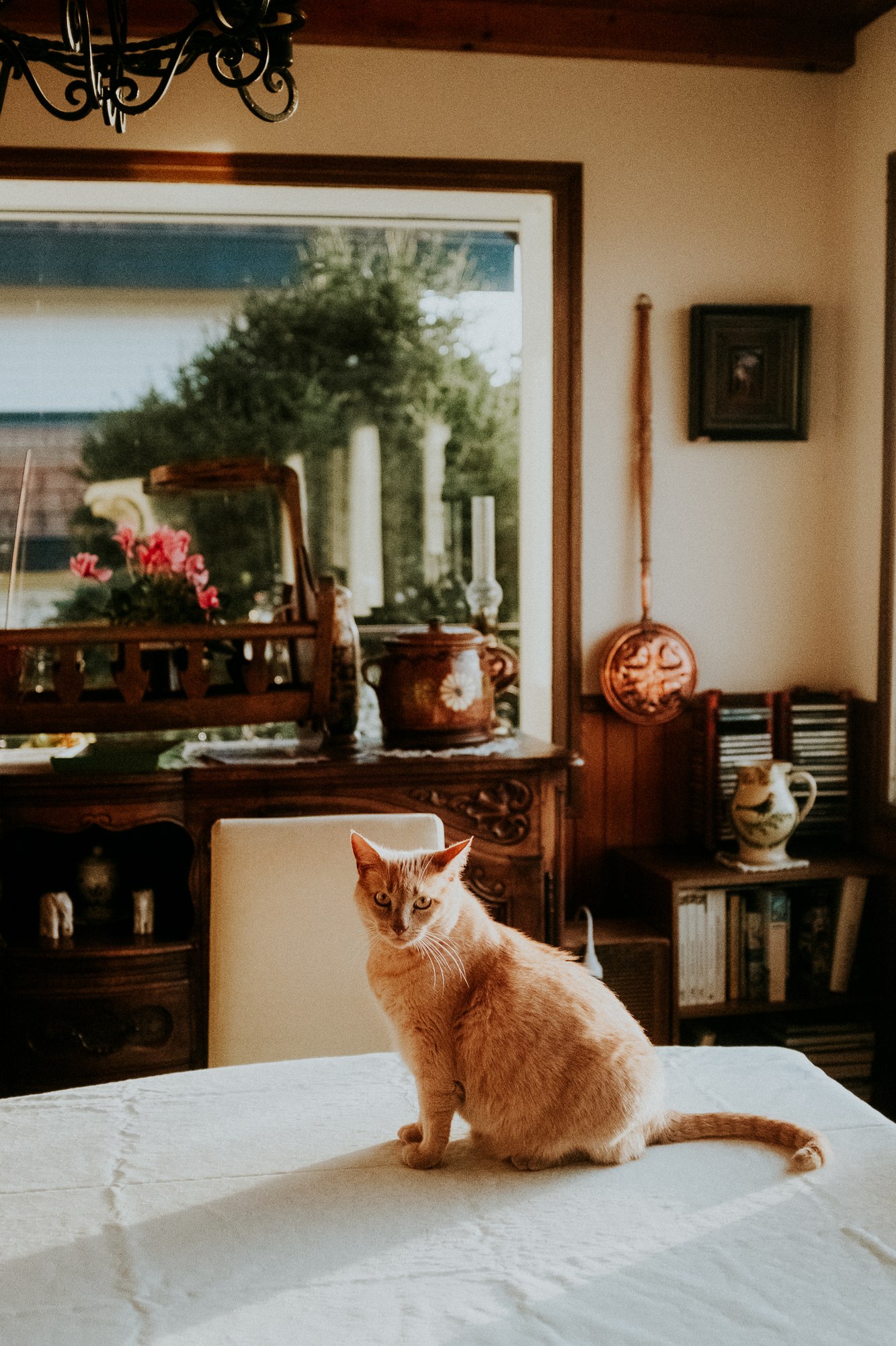 Chat roux assis sur un lit, int&eacute;rieur
